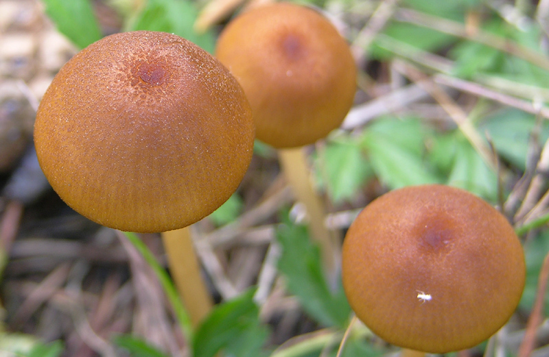Conferma per Entoloma cetratum.